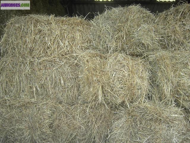 Petits ballots de foin