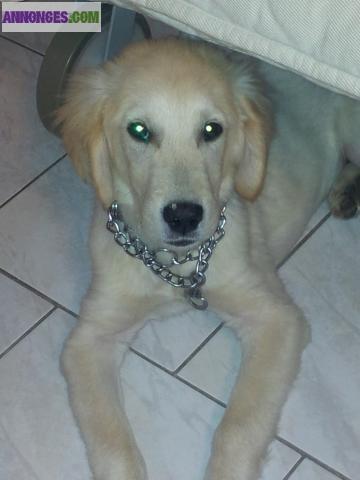 Chiot type golden retriever 5 mois