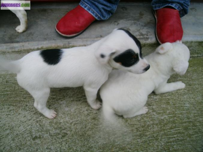 VEND JACK RUSSEL