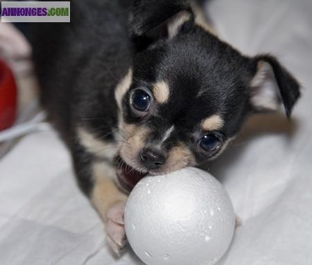 Chiots chihuahua 3mois