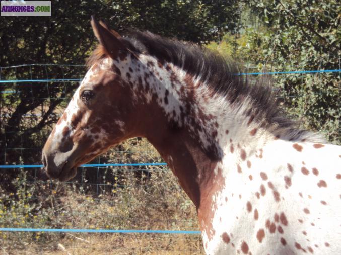 Pouliche appaloosa