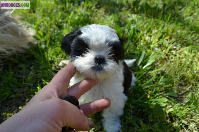 Shi tzu