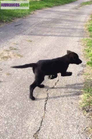 Croisée berger malinois, labrador