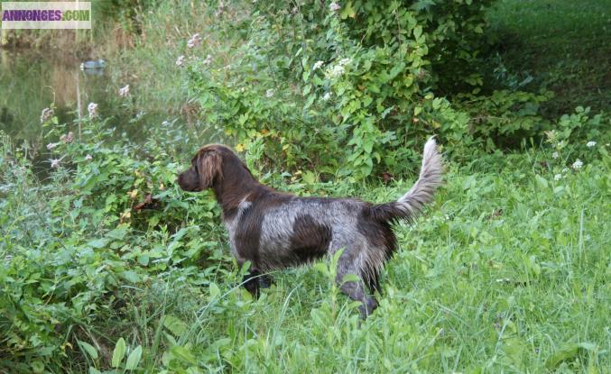 Chiots Petit Epagneul de Munster