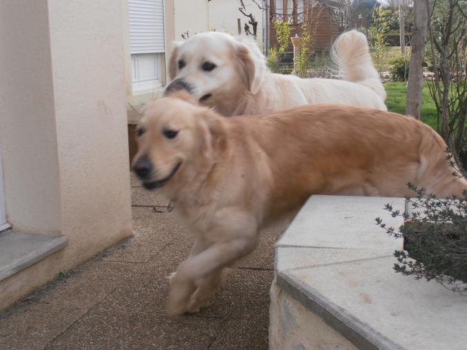 Chiots golden retriever