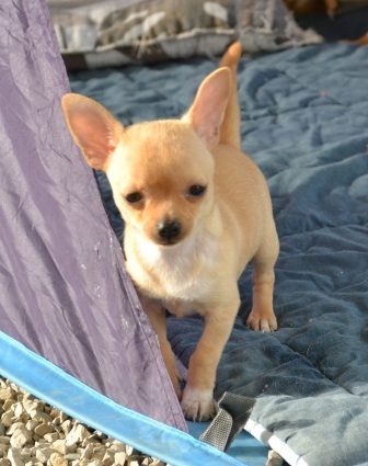 Bébés Chihuahuas LOF Pc