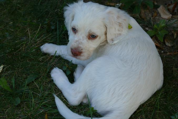Chiots setters anglais