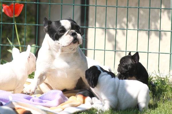 Magnifiques chiots Bouledogue français