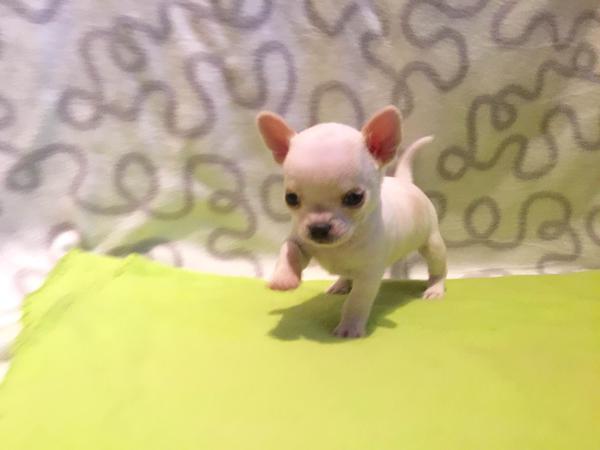 Chiot chihuahua