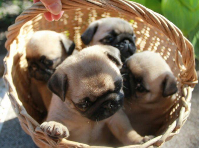 Magnifiques bb carlin lof