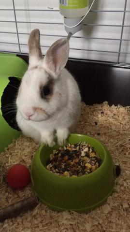 Je garde vos animaux