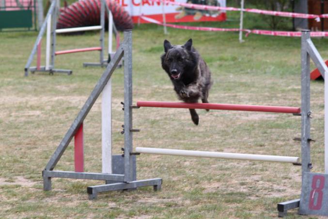 Chiots bergers hollandais à poil long L.O.F.