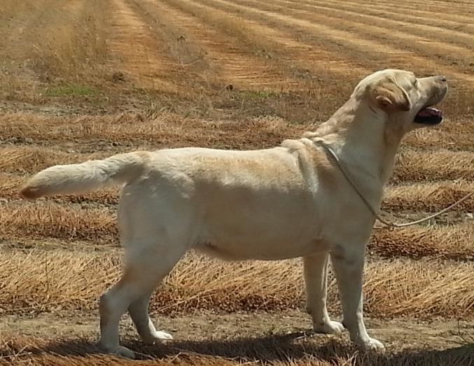 A réserver chiots Labradors LOF