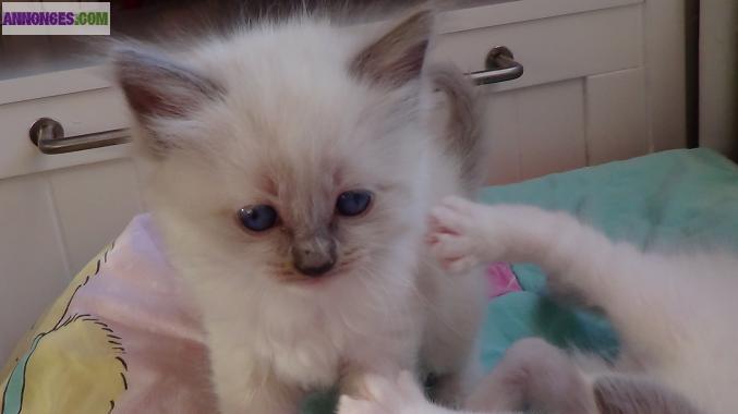 Chatons Ragdoll