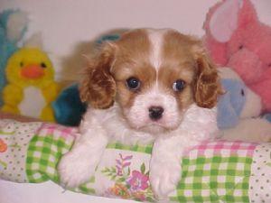 Superbe Chiot Cavalier King Charles Femelle.