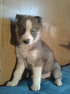 Magnifiques chiots type husky sibérien