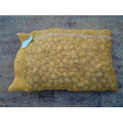 Plants de pomme de terre