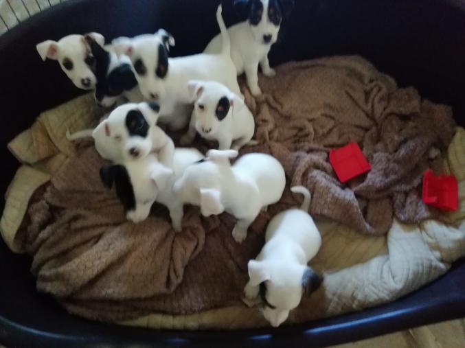 Chiots jack russell