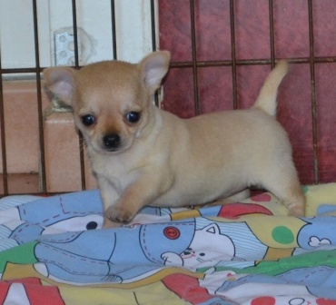 Bébés Chiots type chihuahua