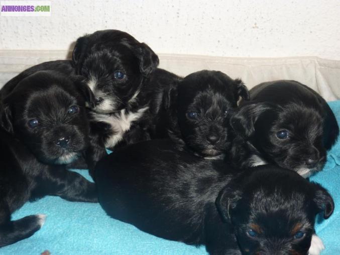 Vend type lhassa apso