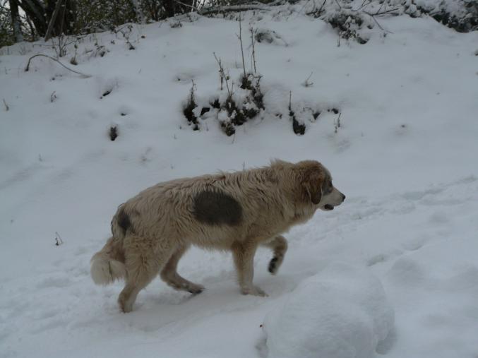 Chiot type patou des pyrénées