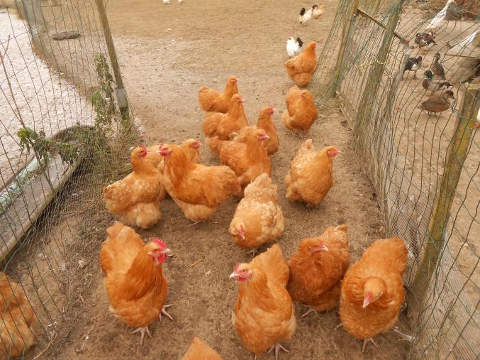 Couple de poule orpigtone fauve