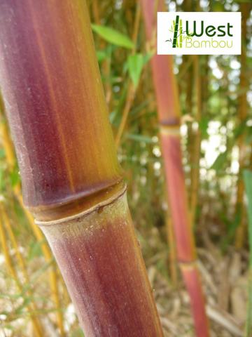 Bambous kit 5