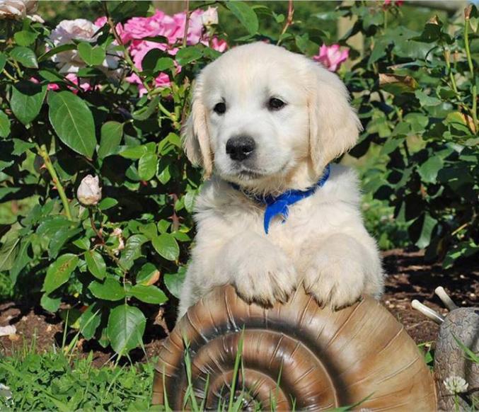 Chiots de race golden retriever