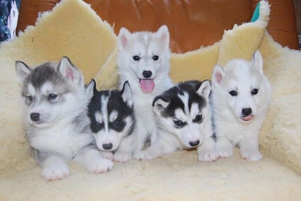 Chiots husky sibérien LOF a réserver 