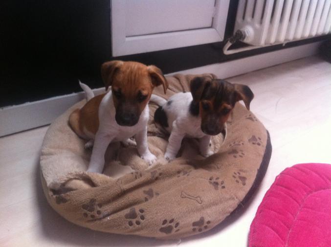 Chiot jack russel