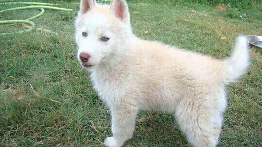 A donner contre bon soins deux chiot husky sibérien