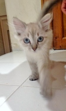 Chatons sibériens Neva masquerade lood