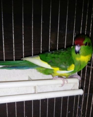 Kakarikis 2019 bagués