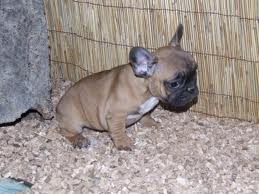 Bouledogues Français  inscrits au LOF