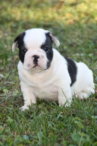 Magnifique chiot Bouledogue français inscrit au lof