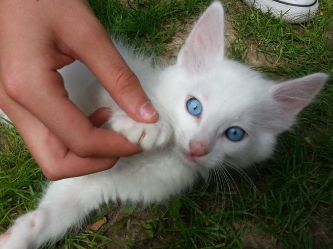 Chat Persan Blanc Yeux Bleu Prix