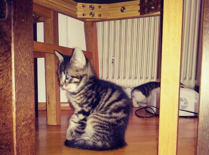 Petit chaton Maine Coon