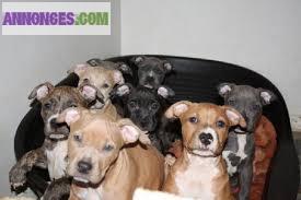 Chiot de type staffordshire bull terrier a adopter