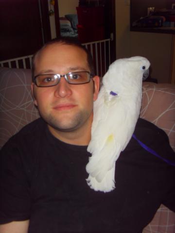 A donner contre bons soins perroquet cacatoes 