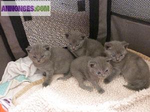 Magnifiques châtons chartreux