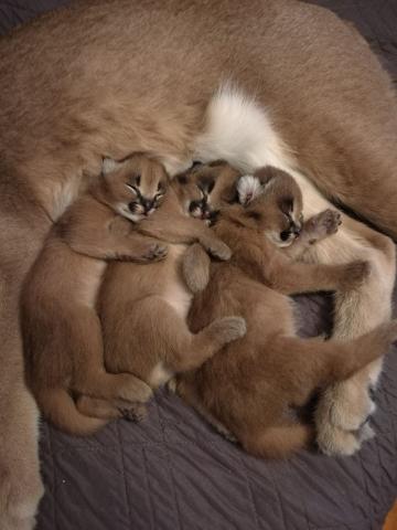 Serval et Savannah chatons caracal et ocelot disponibles.