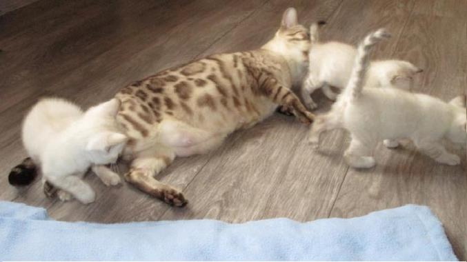 Adorable chaton bengale LOOF