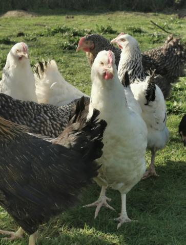 Vend poules pondeuses