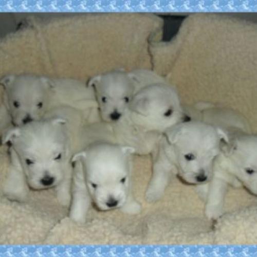 Chiots WEST HIGHLAND (Westie Terrier) Non LOF
