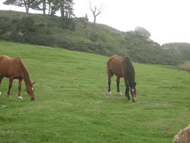 La retraite de votre cheval en Lozère