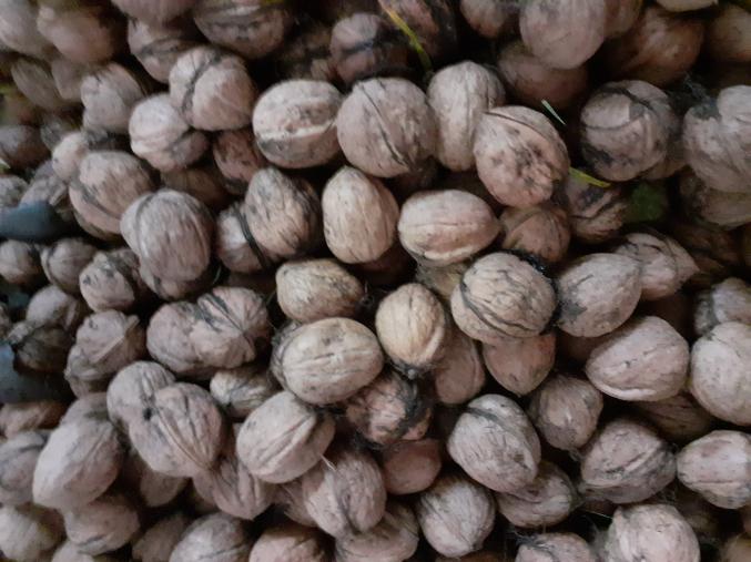 VENDS NOIX BIO