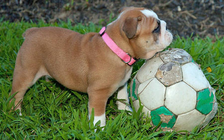 Bebes bouledogue anglais male et femelle.