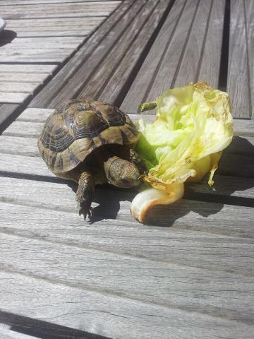 Tortue de terre 