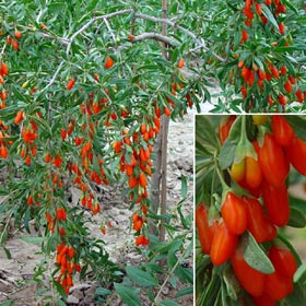 PLANTS DE   GOJI    1,10 m ,  acclimatés et  enracinés