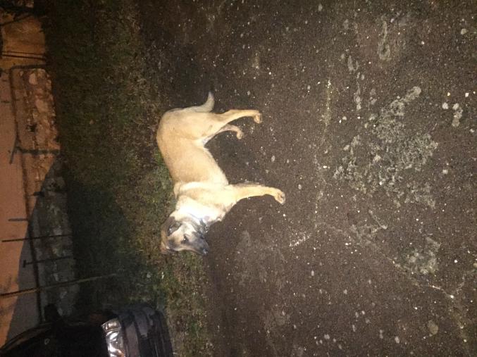 Vend chiot male berger belge malinois LOF